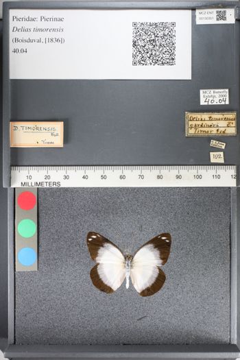Media type: image;   Entomology 130351